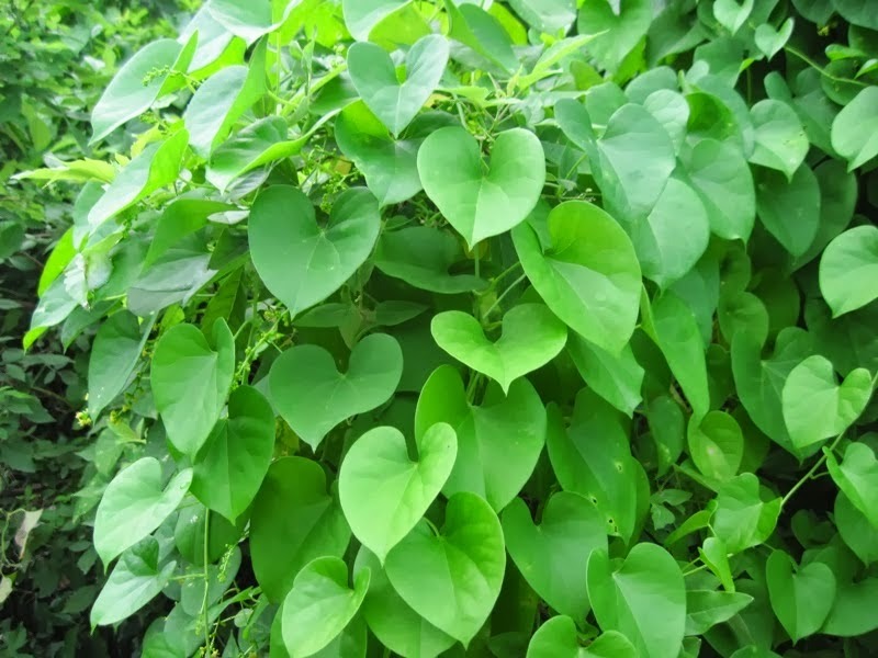 Organic Giloy Leaves