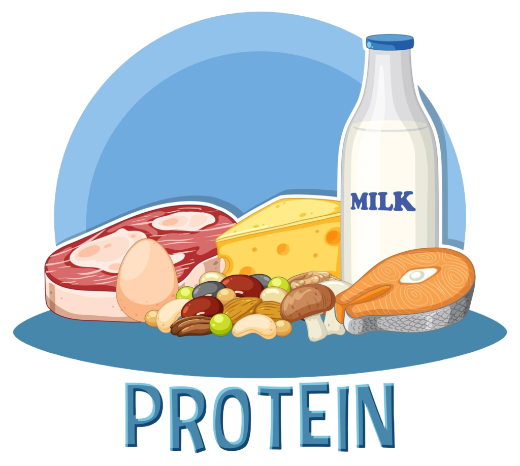 protein into your diet